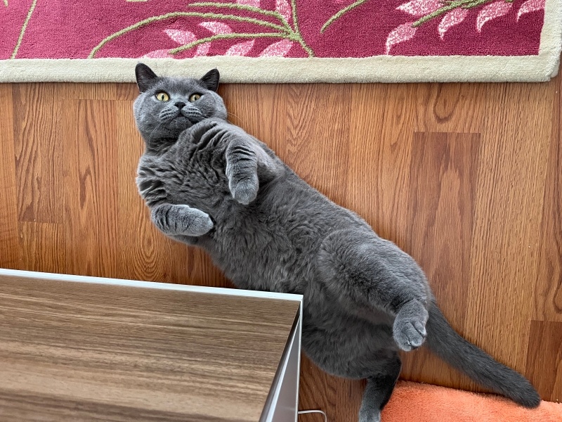 British Shorthair, Kedi LEO fotoğrafı