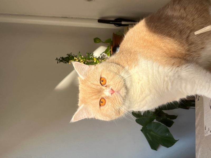 British Shorthair, Kedi  Mia fotoğrafı