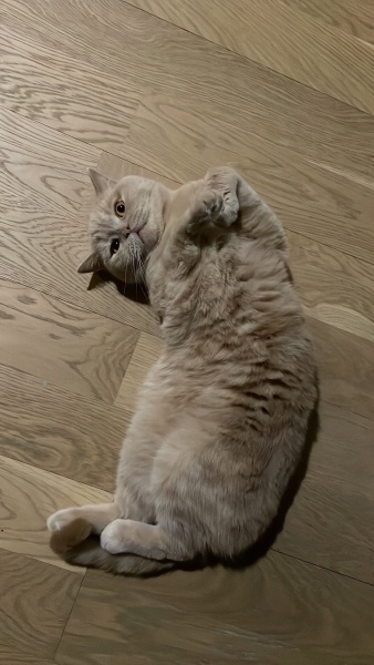 British Shorthair, Kedi Çörtük fotoğrafı