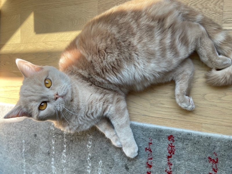 British Shorthair, Kedi Çörtük fotoğrafı