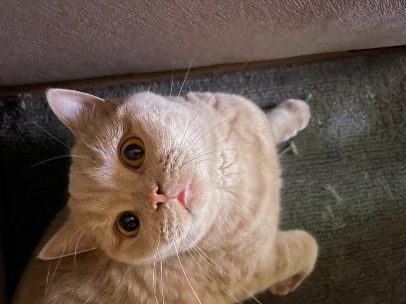 British Shorthair, Kedi Çörtük fotoğrafı