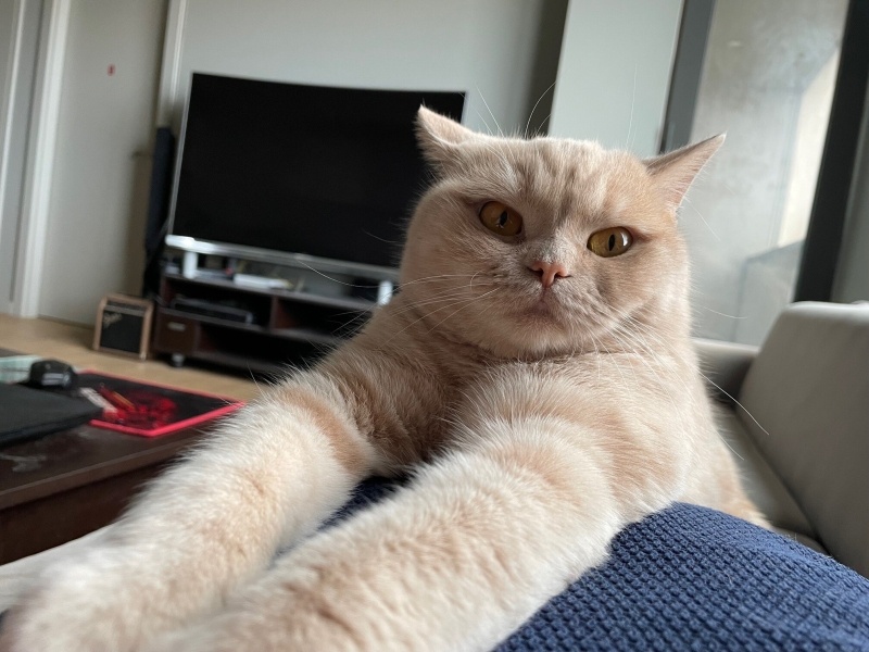 British Shorthair, Kedi Çörtük fotoğrafı