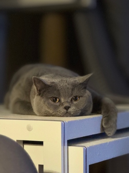 British Shorthair, Kedi  Luna fotoğrafı