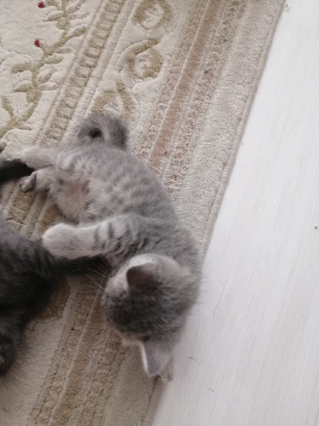 Siyam Kedisi, Kedi İsimsiz fotoğrafı