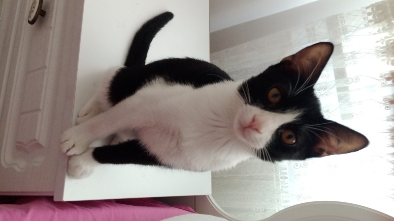 Tuxedo (Smokin) Kedi, Kedi  Zeytin fotoğrafı