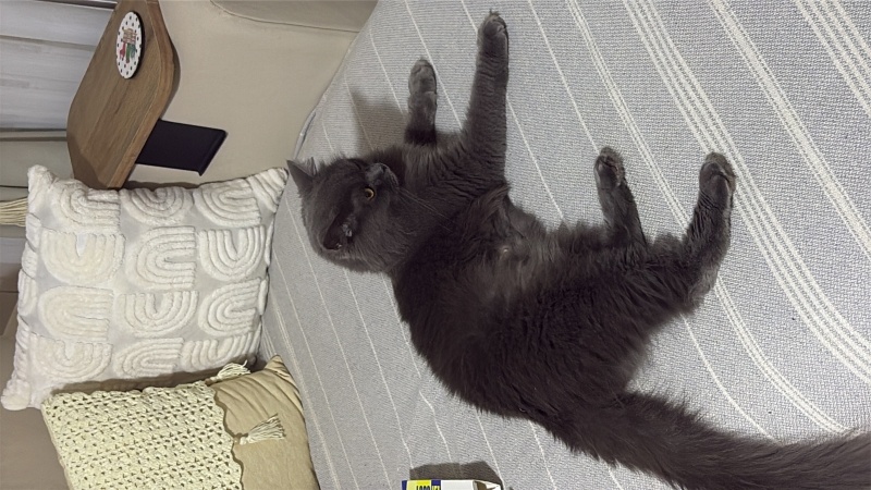 British Longhair, Kedi  Mia fotoğrafı