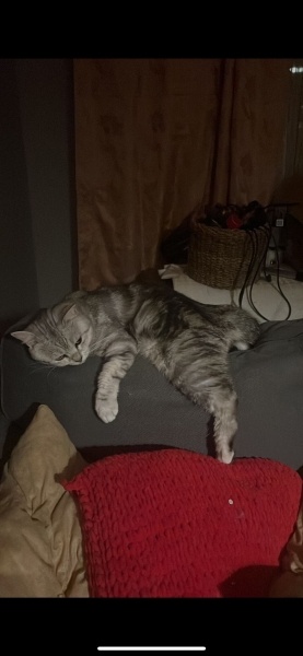 British Longhair, Kedi Müco fotoğrafı