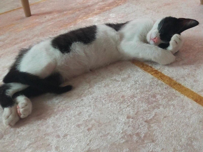 Tekir Kedi, Kedi Peynir fotoğrafı