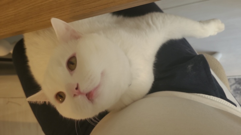 British Shorthair, Kedi Lokum fotoğrafı