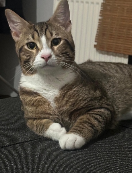 Tekir Kedi, Kedi Lokum fotoğrafı