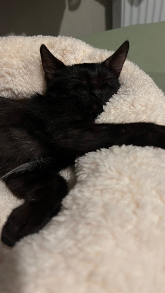 Tekir Kedi, Kedi Gece fotoğrafı