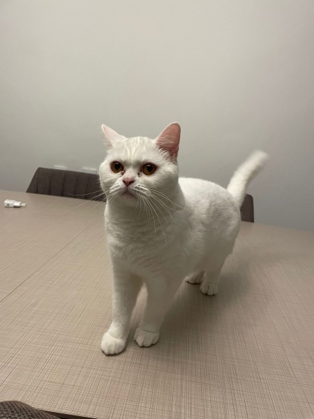 British Shorthair, Kedi Pakize fotoğrafı