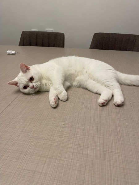 British Shorthair, Kedi Pakize fotoğrafı