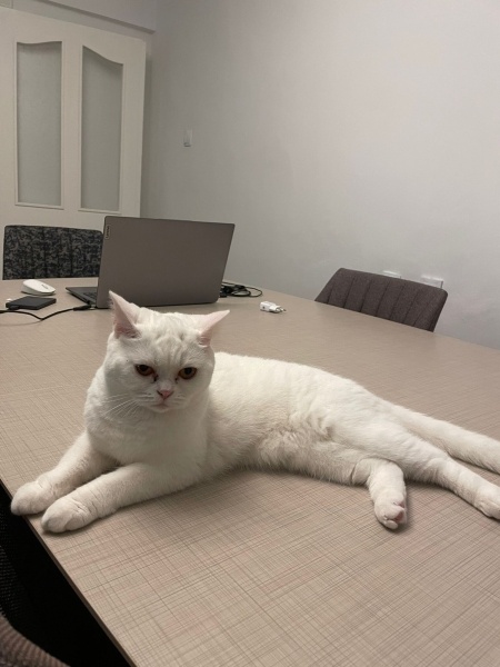 British Shorthair, Kedi Pakize fotoğrafı