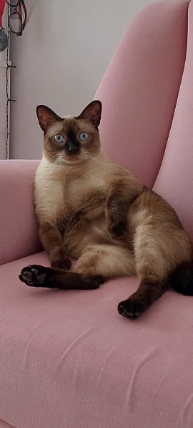 Siyam Kedisi, Kedi  Mia fotoğrafı