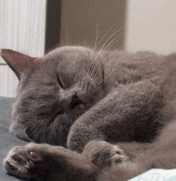 British Shorthair, Kedi  Karamel fotoğrafı