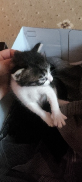 Tekir Kedi, Kedi Çakir fotoğrafı