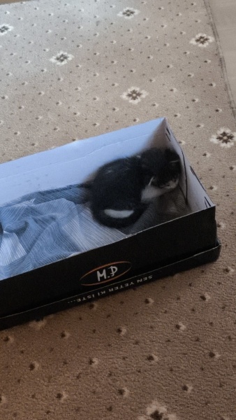 Tekir Kedi, Kedi Çakir fotoğrafı