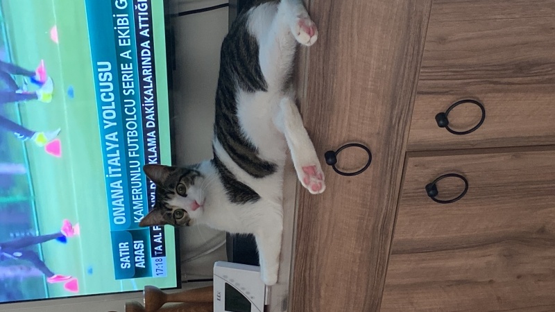 Tekir Kedi, Kedi Asil fotoğrafı