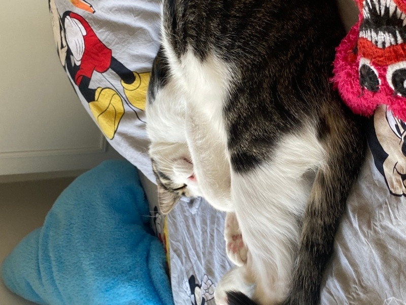 Tekir Kedi, Kedi Asil fotoğrafı