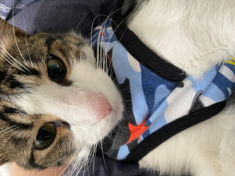 Tekir Kedi, Kedi Asil fotoğrafı