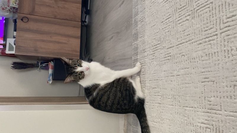 Tekir Kedi, Kedi Asil fotoğrafı