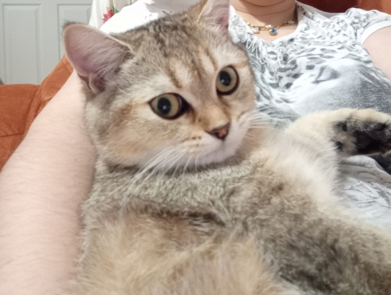 British Longhair, Kedi  Bıdık fotoğrafı