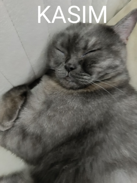 British Shorthair, Kedi Rıfkı fotoğrafı
