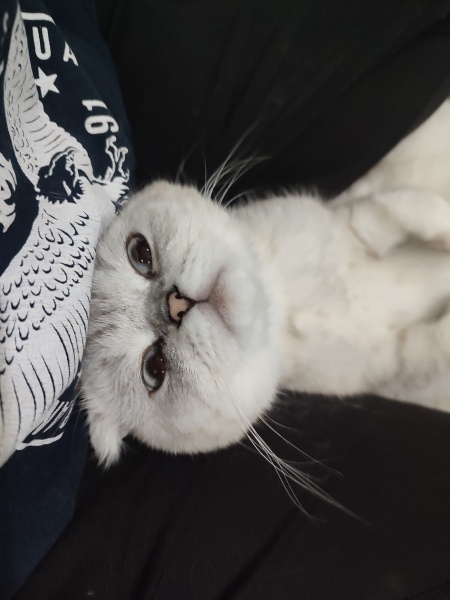 Scottish Fold, Kedi Osman fotoğrafı