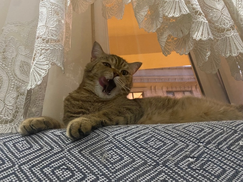 British Shorthair, Kedi Havuç fotoğrafı