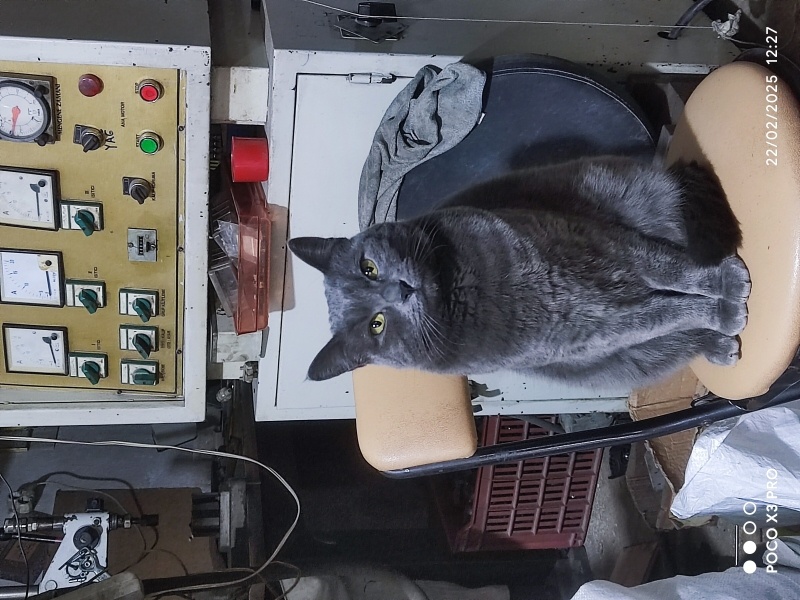 Mavi Rus, Kedi  Pakize fotoğrafı