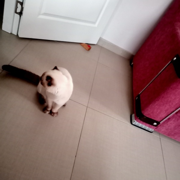 British Shorthair, Kedi Karmel fotoğrafı