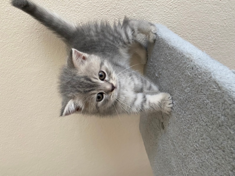 British Shorthair, Kedi Miniğimize aile olmak istermisiniz? fotoğrafı