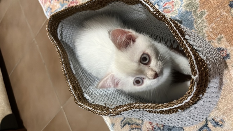 British Shorthair, Kedi  Pamuk fotoğrafı