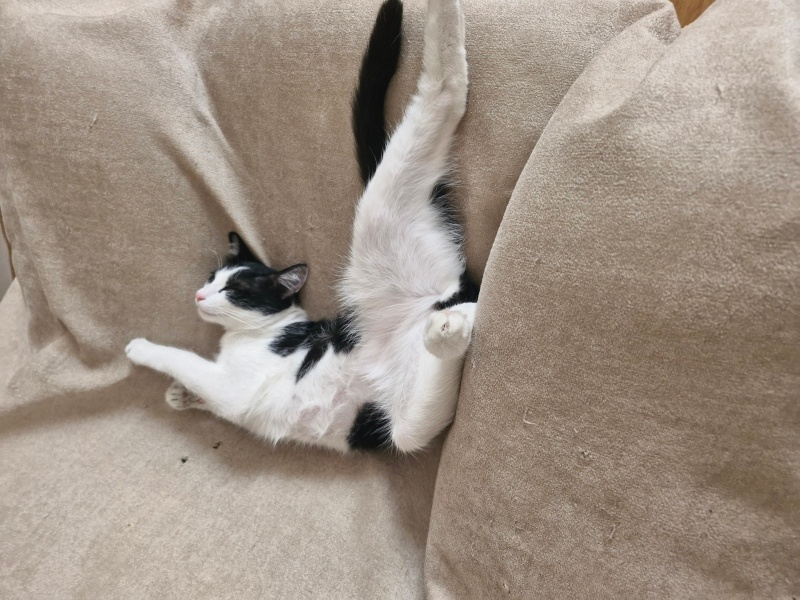 Tuxedo (Smokin) Kedi, Kedi  Balbey fotoğrafı