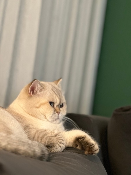 British Shorthair, Kedi Ramiz fotoğrafı