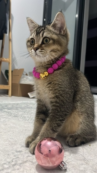 British Shorthair, Kedi  Mixy fotoğrafı