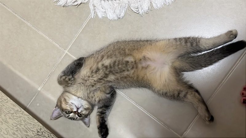 British Shorthair, Kedi  Mixy fotoğrafı