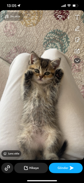 British Shorthair, Kedi  Mixy fotoğrafı