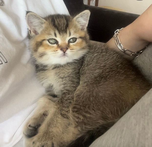 British Shorthair, Kedi  Mixy fotoğrafı