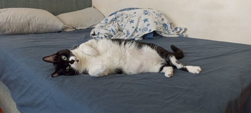 Tuxedo (Smokin) Kedi, Kedi leyla fotoğrafı