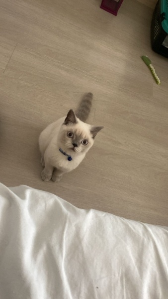 British Shorthair, Kedi Bambi fotoğrafı