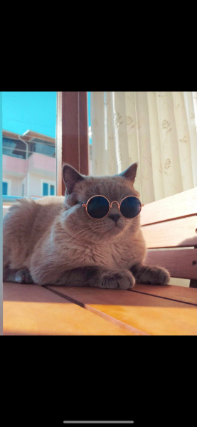 British Shorthair, Kedi  Paşa fotoğrafı