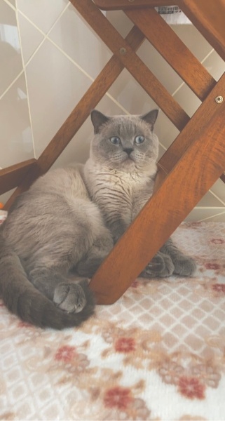 British Shorthair, Kedi  Paşa fotoğrafı