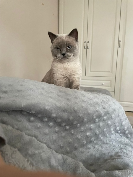 British Shorthair, Kedi  Paşa fotoğrafı