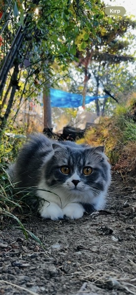 British Shorthair, Kedi KAYISI fotoğrafı
