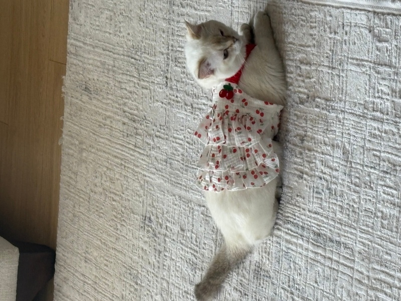 British Shorthair, Kedi Maria fotoğrafı