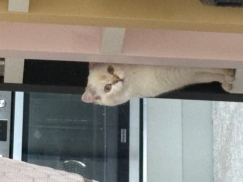 British Shorthair, Kedi Maria fotoğrafı