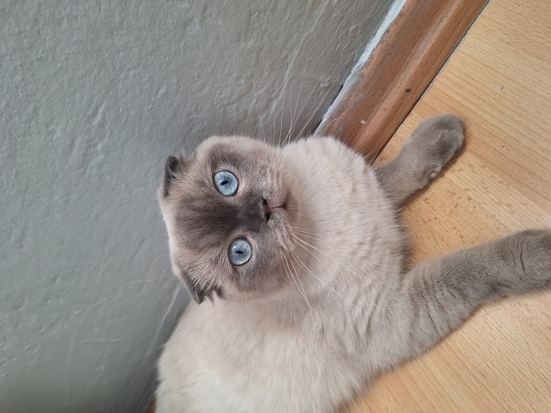 Scottish Fold, Kedi  Bulut fotoğrafı