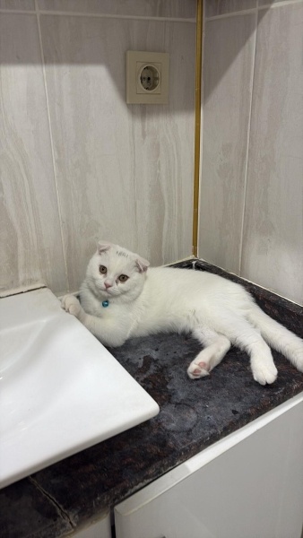 British Shorthair, Kedi Dayı fotoğrafı